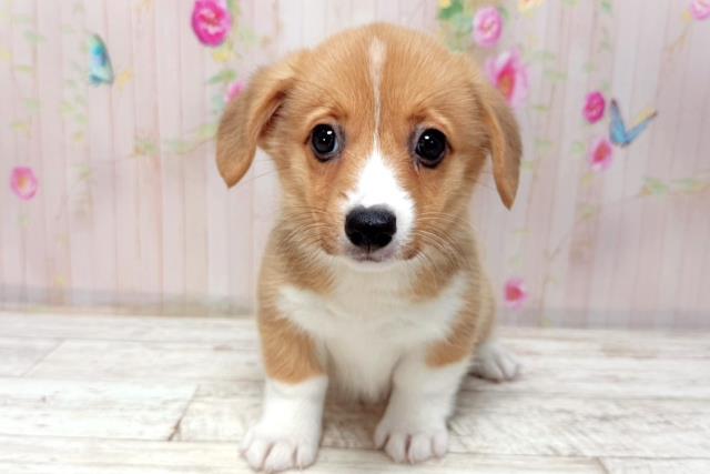 北海道のウェルシュコーギーペンブローク (Coo&RIKU函館店/2026年1月7日生まれ/女の子/レッドホワイト)の子犬