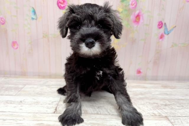 北海道のミニチュアシュナウザー (Coo&RIKU函館店/2026年1月10日生まれ/男の子/ソルトペッパー)の子犬