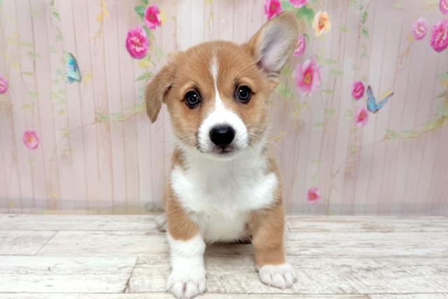 福井県のウェルシュコーギーペンブローク (Coo&RIKU福井店/2026年1月11日生まれ/男の子/セーブルホワイト)の子犬の1枚目の画像