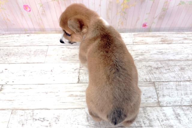 福井県のウェルシュコーギーペンブローク (Coo&RIKU福井店/2026年1月11日生まれ/男の子/セーブルホワイト)の子犬の4枚目の画像