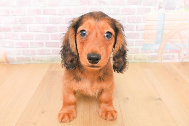 宮城県のミニチュアダックスフンド(ロング) (Coo&RIKU仙台太白店/2026年1月5日生まれ/男の子/レッド)の子犬の1枚目の画像