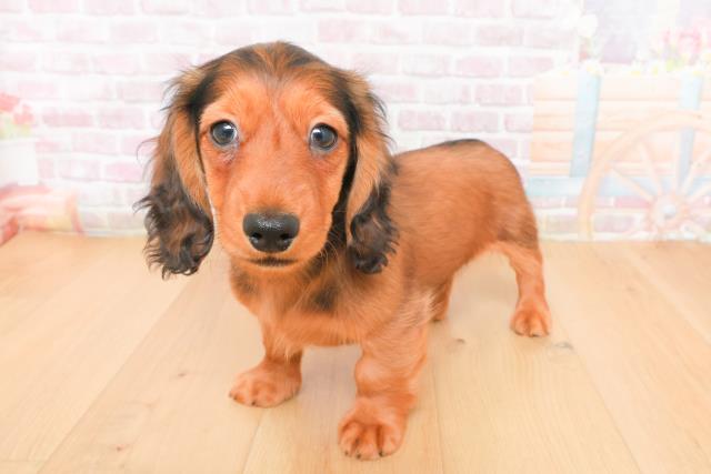 宮城県のミニチュアダックスフンド(ロング) (Coo&RIKU仙台太白店/2026年1月5日生まれ/男の子/レッド)の子犬の2枚目の画像