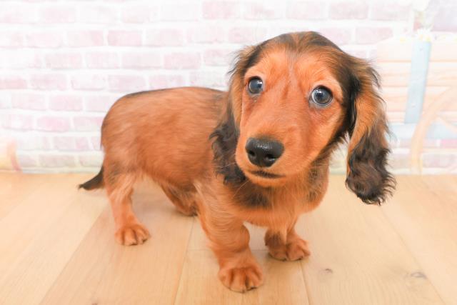 宮城県のミニチュアダックスフンド(ロング) (Coo&RIKU仙台太白店/2026年1月5日生まれ/男の子/レッド)の子犬の3枚目の画像