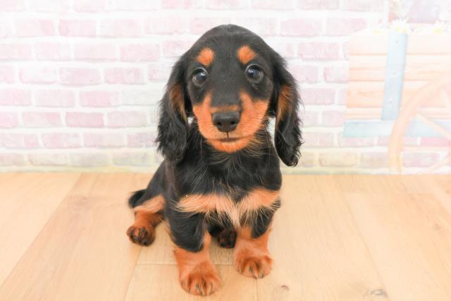 ミニチュア・ダックスフンド