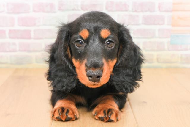 福島県のミニチュアダックスフンド(ロング) (Coo&RIKU郡山店/2026年1月5日生まれ/男の子/ブラックタン)の子犬の1枚目の画像