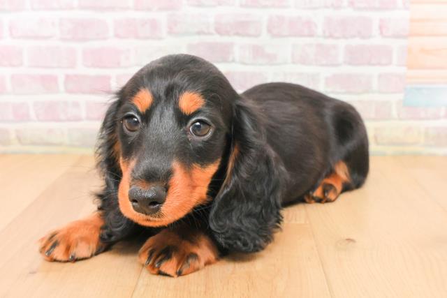 福島県のミニチュアダックスフンド(ロング) (Coo&RIKU郡山店/2026年1月5日生まれ/男の子/ブラックタン)の子犬の2枚目の画像