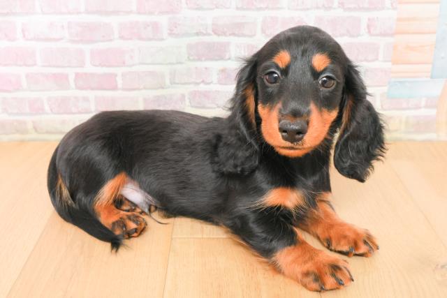 福島県のミニチュアダックスフンド(ロング) (Coo&RIKU郡山店/2026年1月5日生まれ/男の子/ブラックタン)の子犬の3枚目の画像