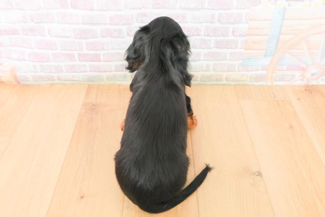 福島県のミニチュアダックスフンド(ロング) (Coo&RIKU郡山店/2026年1月5日生まれ/男の子/ブラックタン)の子犬の4枚目の画像