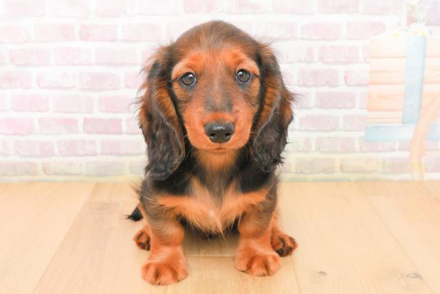 青森県のミニチュアダックスフンド(ロング) (Coo&RIKU弘前店/2026年1月5日生まれ/男の子/レッド)の子犬の1枚目の画像