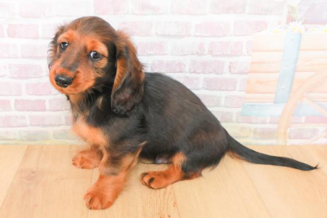 青森県のミニチュアダックスフンド(ロング) (Coo&RIKU弘前店/2026年1月5日生まれ/男の子/レッド)の子犬の2枚目の画像