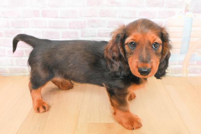 青森県のミニチュアダックスフンド(ロング) (Coo&RIKU弘前店/2026年1月5日生まれ/男の子/レッド)の子犬の3枚目の画像