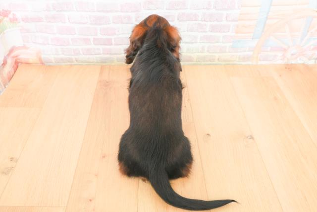 青森県のミニチュアダックスフンド(ロング) (Coo&RIKU弘前店/2026年1月5日生まれ/男の子/レッド)の子犬の4枚目の画像