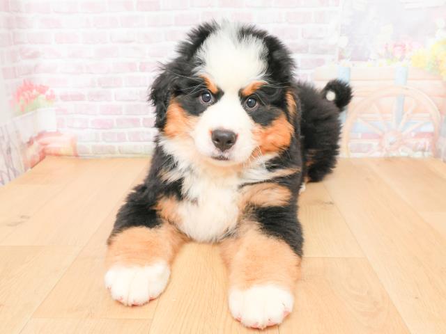 東京都のバーニーズマウンテンドッグ (Coo&RIKU練馬店/2026年1月6日生まれ/男の子/ブラックラストホワイト)の子犬の1枚目の画像