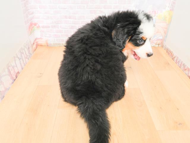 東京都のバーニーズマウンテンドッグ (Coo&RIKU練馬店/2026年1月6日生まれ/男の子/ブラックラストホワイト)の子犬の4枚目の画像