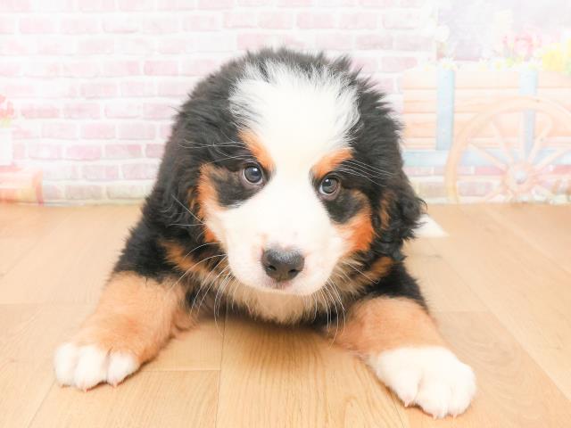 宮城県のバーニーズマウンテンドッグ (Coo&RIKU仙台太白店/2026年1月6日生まれ/男の子/ブラックラストホワイト)の子犬の1枚目の画像