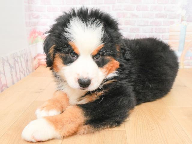 宮城県のバーニーズマウンテンドッグ (Coo&RIKU仙台太白店/2026年1月6日生まれ/男の子/ブラックラストホワイト)の子犬の2枚目の画像