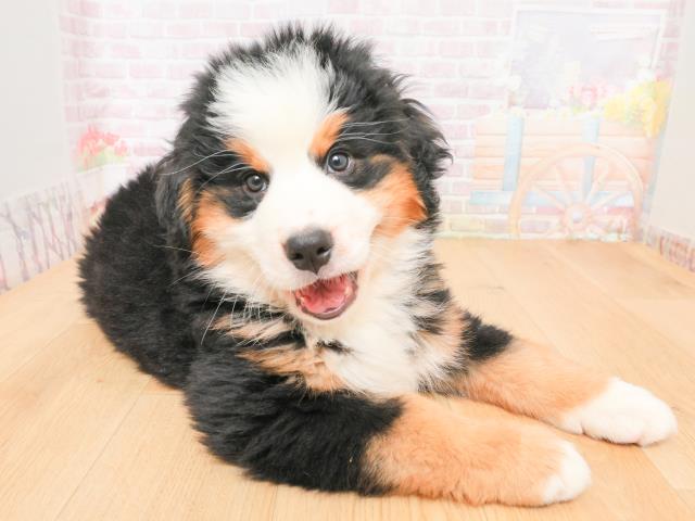 宮城県のバーニーズマウンテンドッグ (Coo&RIKU仙台太白店/2026年1月6日生まれ/男の子/ブラックラストホワイト)の子犬の3枚目の画像