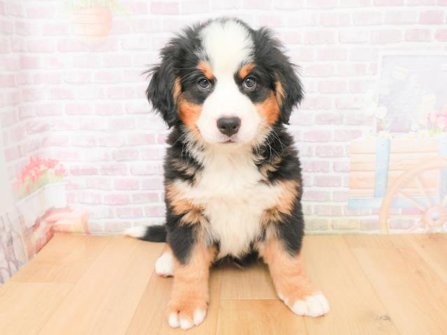 バーニーズマウンテンドッグ