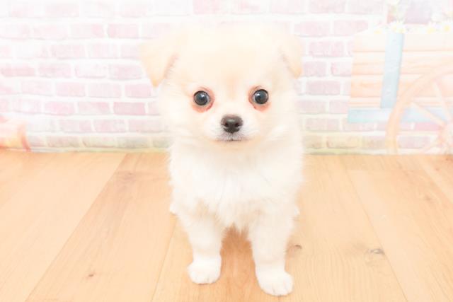 青森県のチワワ(ロング) (Coo&RIKU八戸店/2026年1月8日生まれ/男の子/クリーム)の子犬の1枚目の画像