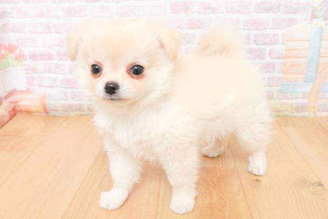 青森県のチワワ(ロング) (Coo&RIKU八戸店/2026年1月8日生まれ/男の子/クリーム)の子犬の2枚目の画像