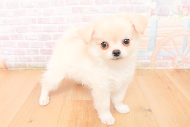 青森県のチワワ(ロング) (Coo&RIKU八戸店/2026年1月8日生まれ/男の子/クリーム)の子犬の3枚目の画像