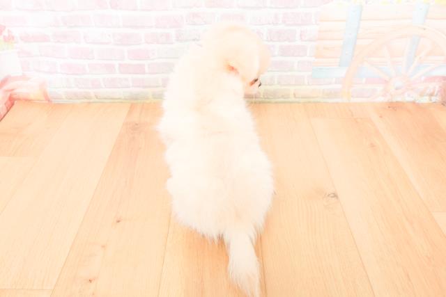 青森県のチワワ(ロング) (Coo&RIKU八戸店/2026年1月8日生まれ/男の子/クリーム)の子犬の4枚目の画像