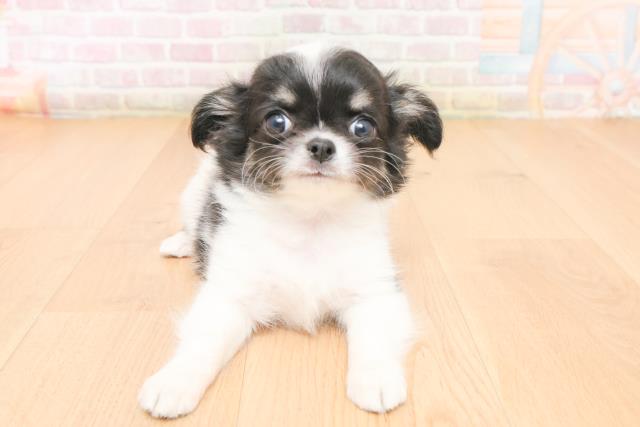 チワワ（ロングコート）