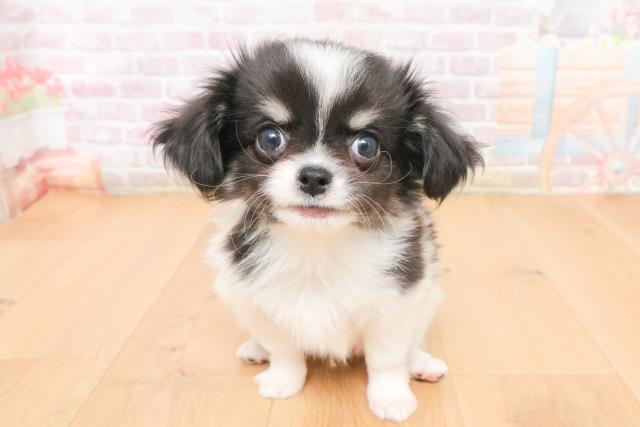 チワワ（ロングコート）