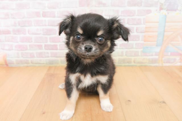 山形県のチワワ(ロング) (Coo&RIKU山形店/2026年1月8日生まれ/男の子/ブラックタンホワイト)の子犬