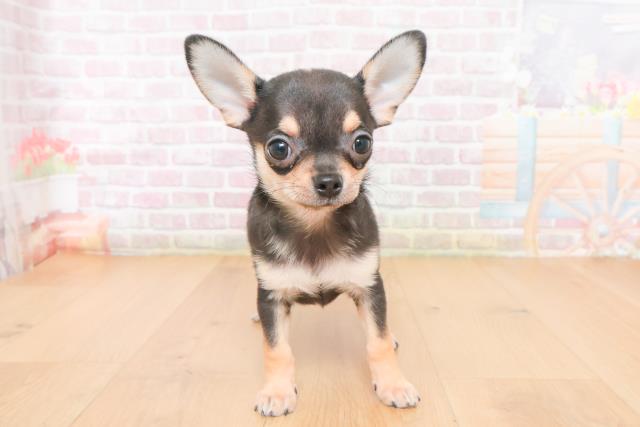 チワワ（スムースコート）