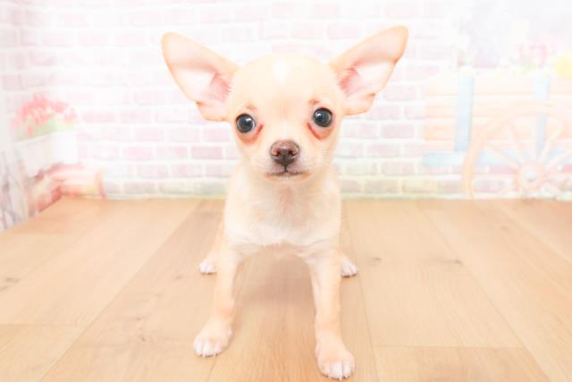 宮城県のチワワ(スムース) (Coo&RIKUイオンタウン古川店/2026年1月10日生まれ/男の子/クリームホワイト)の子犬の1枚目の画像