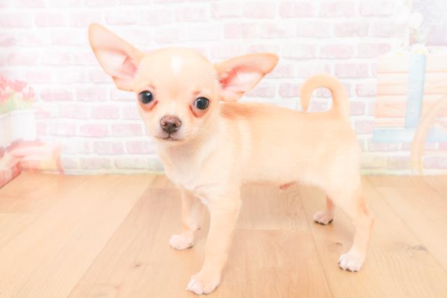 宮城県のチワワ(スムース) (Coo&RIKUイオンタウン古川店/2026年1月10日生まれ/男の子/クリームホワイト)の子犬の2枚目の画像