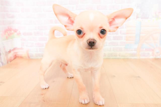 宮城県のチワワ(スムース) (Coo&RIKUイオンタウン古川店/2026年1月10日生まれ/男の子/クリームホワイト)の子犬の3枚目の画像