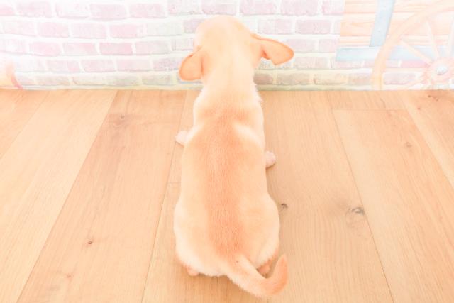 宮城県のチワワ(スムース) (Coo&RIKUイオンタウン古川店/2026年1月10日生まれ/男の子/クリームホワイト)の子犬の4枚目の画像