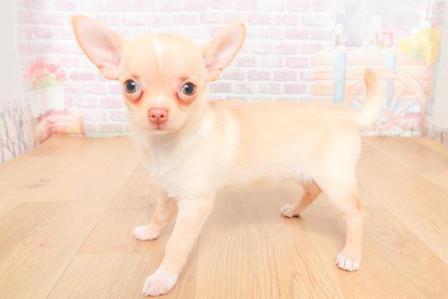 岩手県のチワワ(スムース) (Coo&RIKU一関店/2026年1月10日生まれ/女の子/クリームホワイト)の子犬の2枚目の画像