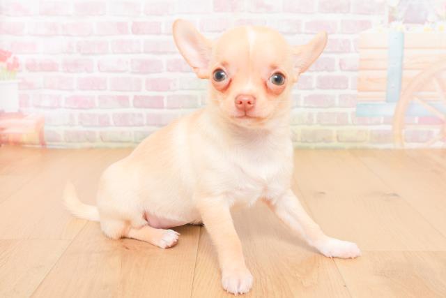 岩手県のチワワ(スムース) (Coo&RIKU一関店/2026年1月10日生まれ/女の子/クリームホワイト)の子犬の3枚目の画像