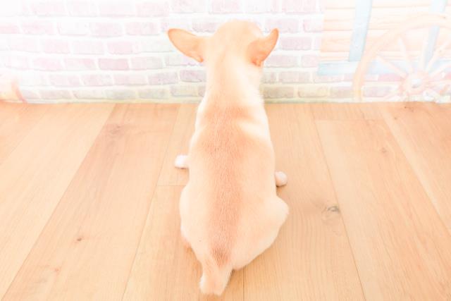 岩手県のチワワ(スムース) (Coo&RIKU一関店/2026年1月10日生まれ/女の子/クリームホワイト)の子犬の4枚目の画像