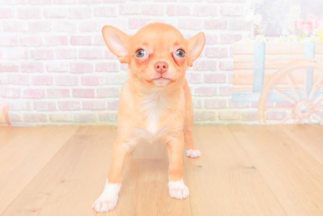 チワワ（スムースコート）