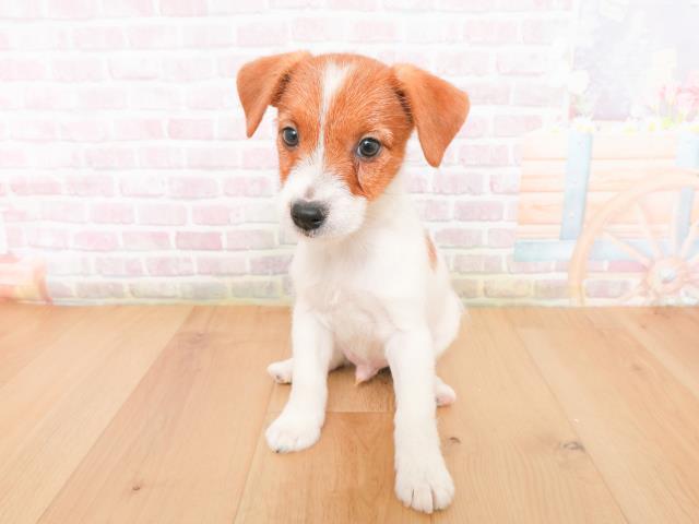 福島県のジャックラッセルテリア (Coo&RIKU郡山店/2026年1月10日生まれ/男の子/タンホワイト)の子犬の1枚目の画像