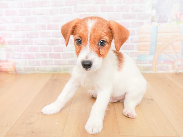 福島県のジャックラッセルテリア (Coo&RIKU郡山店/2026年1月10日生まれ/男の子/タンホワイト)の子犬の2枚目の画像