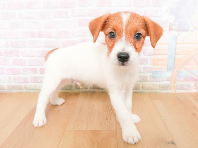 福島県のジャックラッセルテリア (Coo&RIKU郡山店/2026年1月10日生まれ/男の子/タンホワイト)の子犬の3枚目の画像