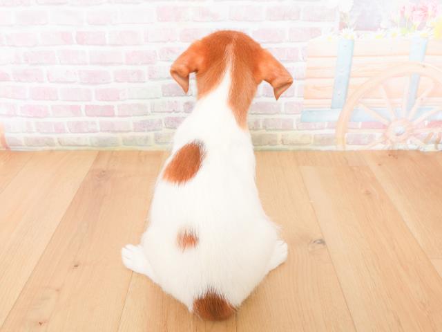 福島県のジャックラッセルテリア (Coo&RIKU郡山店/2026年1月10日生まれ/男の子/タンホワイト)の子犬の4枚目の画像