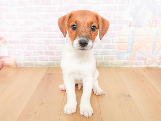 北海道のジャックラッセルテリア (Coo&RIKU札幌東店/2026年1月10日生まれ/男の子/タンホワイト)の子犬