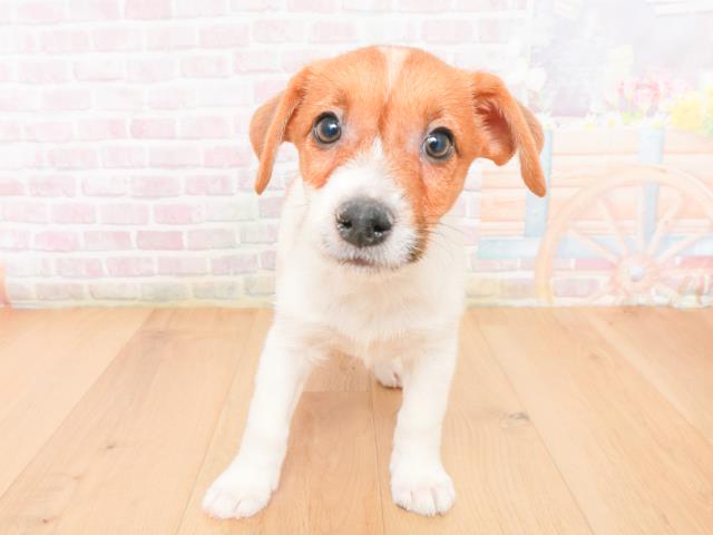 神奈川県のジャックラッセルテリア (Coo&RIKU横浜青葉店/2026年1月10日生まれ/男の子/タンホワイト)の子犬の1枚目の画像