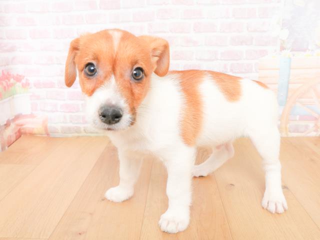 神奈川県のジャックラッセルテリア (Coo&RIKU横浜青葉店/2026年1月10日生まれ/男の子/タンホワイト)の子犬の2枚目の画像