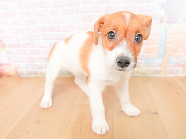 神奈川県のジャックラッセルテリア (Coo&RIKU横浜青葉店/2026年1月10日生まれ/男の子/タンホワイト)の子犬の3枚目の画像