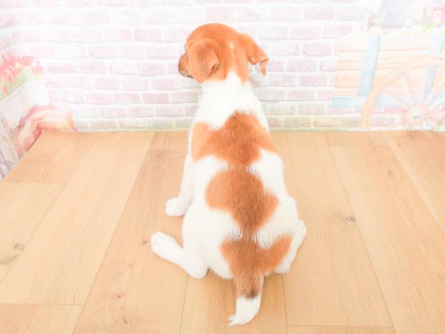 神奈川県のジャックラッセルテリア (Coo&RIKU横浜青葉店/2026年1月10日生まれ/男の子/タンホワイト)の子犬の4枚目の画像