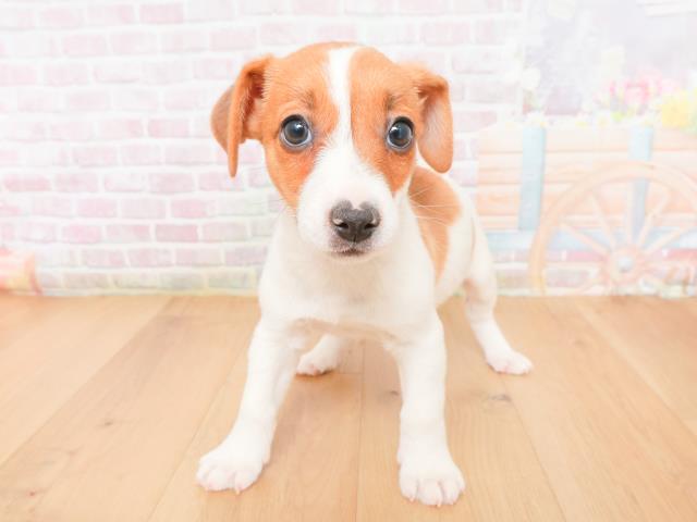 東京都のジャックラッセルテリア (Coo&RIKU足立本店/2026年1月10日生まれ/男の子/タンホワイト)の子犬