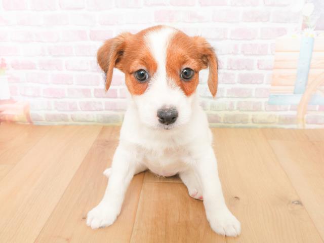 ジャックラッセルテリア