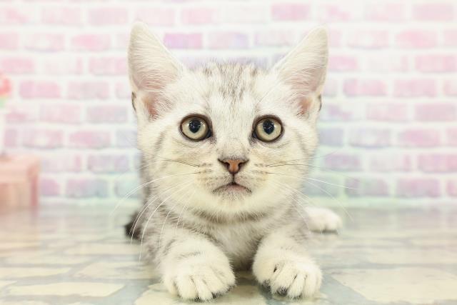 東京都のアメリカンショートヘアー (Coo&RIKUフレスポ住吉店/2026年1月2日生まれ/女の子/シルバークラシックタビー)の子猫の1枚目の画像